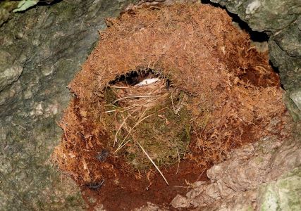 _dsc1108_wasseramsel_im_nest.jpg