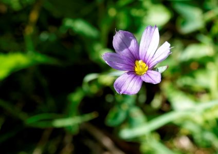 _dsc1148_schmalbl_ttriges_blauaugengras.jpg