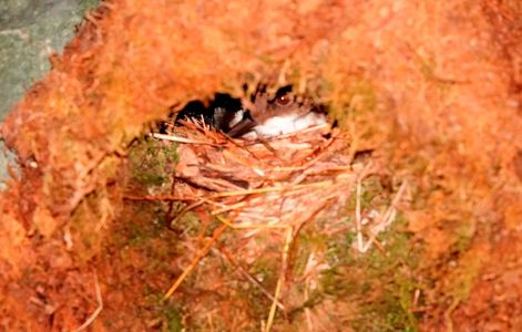 _dsc1578_wasseramsel_im_nest.jpg