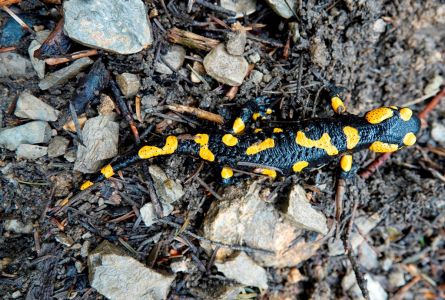 _dsc1641_feuer_salamander.jpg