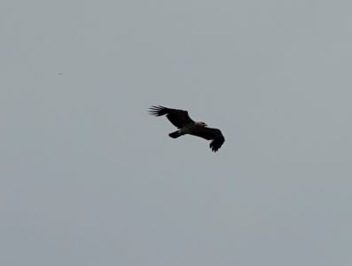 _dsc1713_schreiadler.jpg