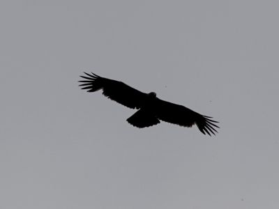 _dsc1715_schreiadler.jpg
