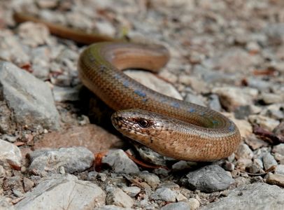 _dsc1734_blindschleichen.jpg