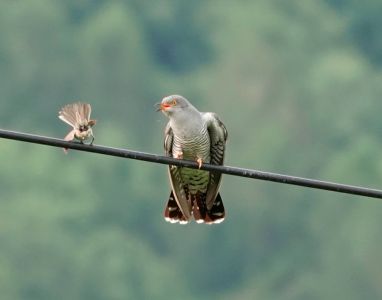 _dsc2047_dorngrassm_cke_und_kuckuck.jpg
