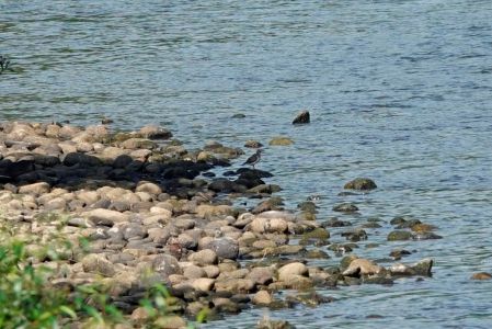 _dsc2122_waldwasserl_ufer.jpg