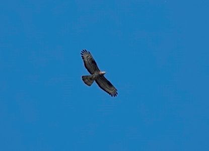 _dsc2124_wespenbussard.jpg