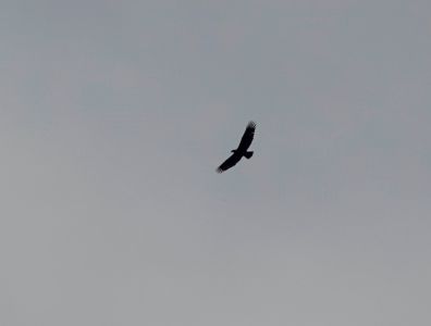 _dsc2145_steinadler.jpg