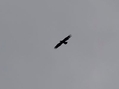 _dsc2157_steinadler.jpg