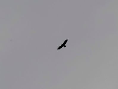 _dsc2178_steinadler.jpg