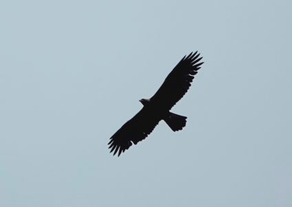 _dsc2230_steinadler.jpg