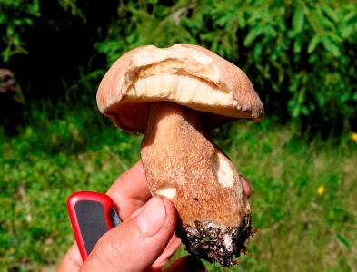 _dsc2755_sommersteinpilz.jpg