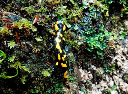 _dsc2798_feuer_salamander.jpg