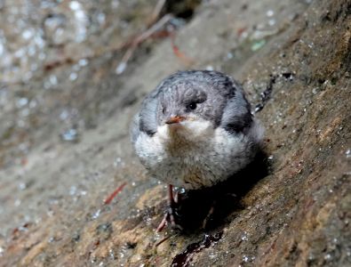 _dsc2822_wasseramsel.jpg