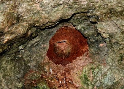 _dsc2832_wasseramselnest.jpg