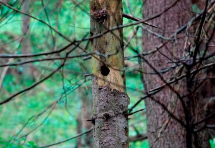 _dsc2856_alte_sperlingskauzh_hle.jpg