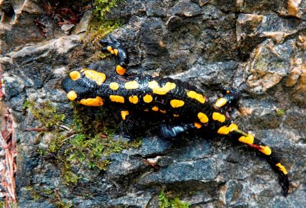 _dsc2862_feuer_salamander.jpg