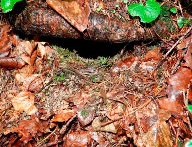 _dsc2867_rotkehlchen_nest.jpg