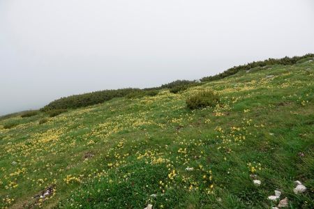 _dsc2914_bergwiese_mit_wundklee.jpg