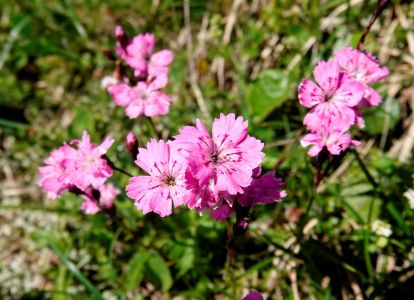 _dsc3408_nacktnelke.jpg