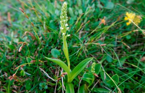 _dsc3490_wei_z_ngel_pseudorchis_albida.jpg