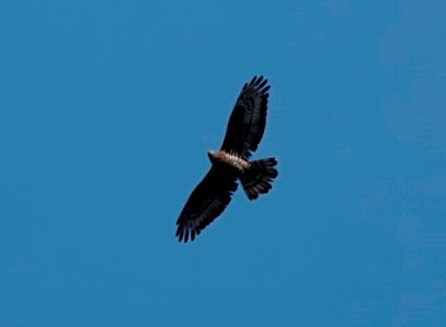 _dsc3584_wespenbussard.jpg