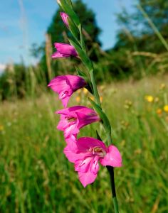 _dsc3591_dachziegeliger_siegwurz_gladiolus_imbrikatus.jpg