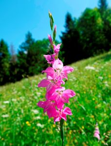 _dsc3766_dachziegeliger_siegwurz_gladiolus_imbrikatus.jpg
