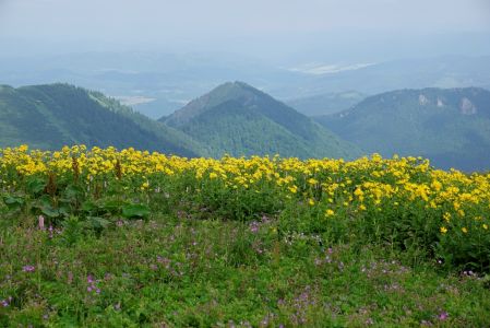 _dsc3799_bergwiese_mit_sterreichische_gemswurz.jpg