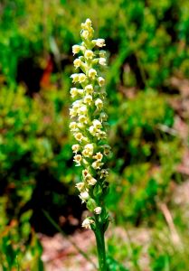 _dsc3839_weisszungel_pseudorchis_albida.jpg