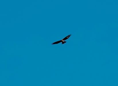 _dsc3917_wespenbussard.jpg