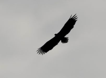 _dsc4228_seeadler.jpg