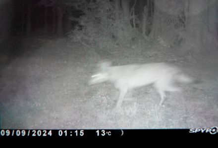 _dsc4531_wolf_aus_der_mms_fotofalle.jpg