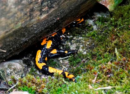 _dsc4548_feuersalamander.jpg