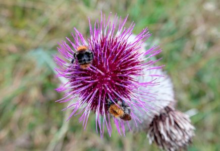_dsc4655_wollige_distel_mit_humel.jpg
