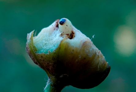 _dsc4912_distel_gallwespe.jpg