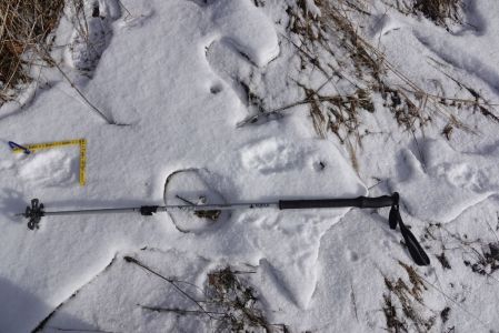 _dsc5635_die_schrittl_nge_bei_der_wolfsspur.jpg