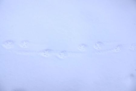 _dsc5663_luchsspur.jpg
