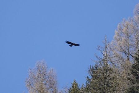 _dsc5695_steinadler.jpg