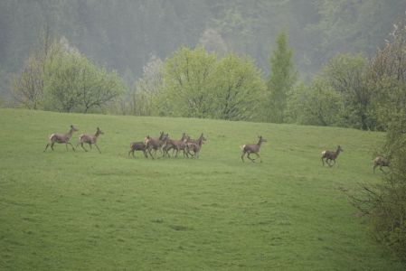 _dsc6438_rotwild.jpg
