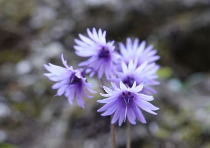 _dsc6509_karpaten_trodellblume.jpg