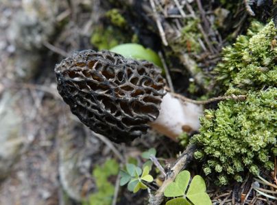 _dsc6632_spitzmorchel.jpg