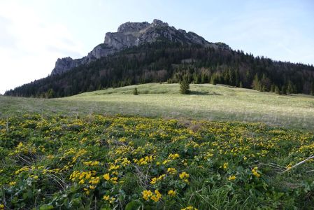 _dsc6684_velky_rozsutec_mit_sumpfdotterblume.jpg