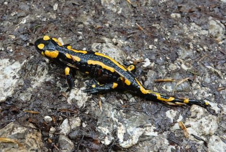 _dsc6875_feuer_salamander.jpg