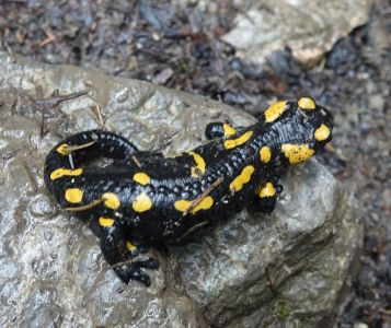 20250519_222524__dsc7269_feuer_salamander.jpg
