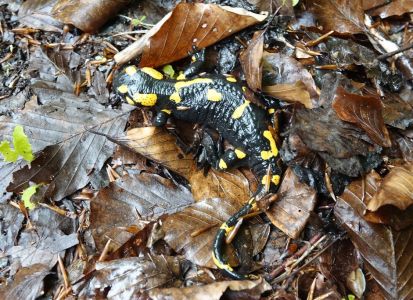 20250520_211823__dsc7291_feuer_salamander_.jpg
