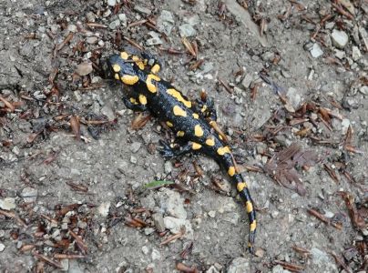20250520_211932__dsc7299_feuer_salamander_.jpg