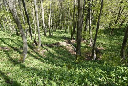 20250521_142250__dsc7398_b_rlauchwald_.jpg