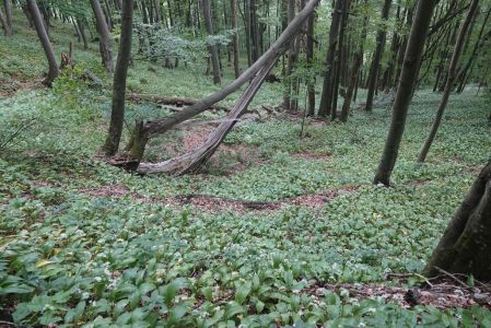 20250611_143304__dsc8404_b_rlauchwald.jpg