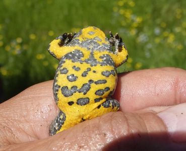 20250615_133830__dsc8628_gelbbauchunke.jpg