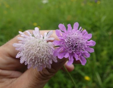 20250616_094748__dsc8648_witwenblume_und_tauben_skabiose.jpg